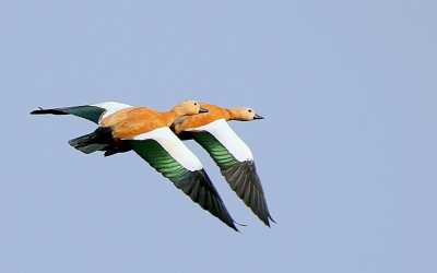 Birds in Flight