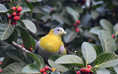 Birds & Wildlife