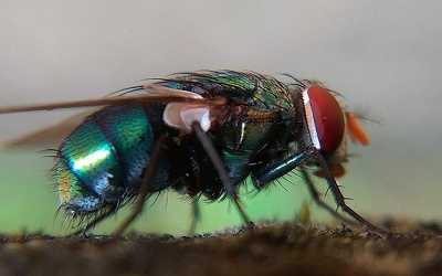 Macro